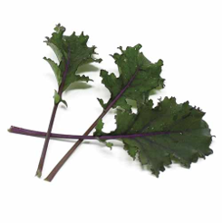 Brásica-KALE-SCARLET