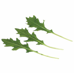 Brásica-MIZUNA-GREEN